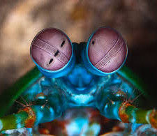 3 Ways to See Through Your Customers’ Eyes: What We Can Learn from Mantis Shrimp