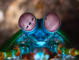 see your clients more clearly - with vision as good as mantis shrimp